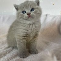 Chatons type british shorthair / scottish fold #4