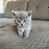 Chatons type british shorthair / scottish fold #5