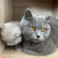 Chatons type british shorthair / scottish fold #6