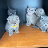 Chatons type british shorthair / scottish fold #7
