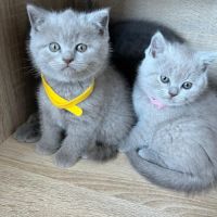Chatons type british shorthair / scottish fold