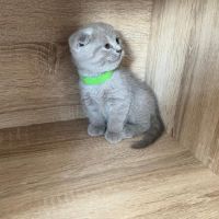 Chatons type british shorthair / scottish fold #9