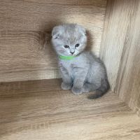 Chatons type british shorthair / scottish fold #10