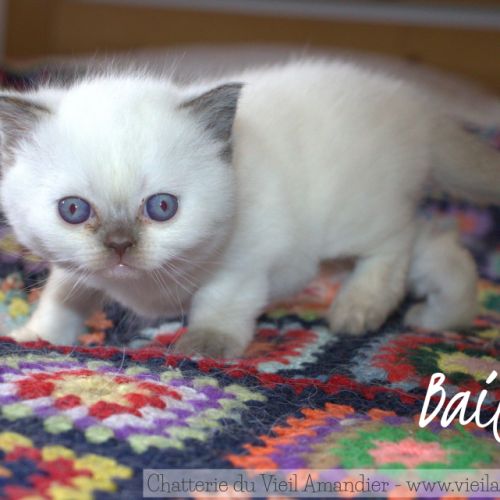 Magnifique chaton british shorthair à réserver #1