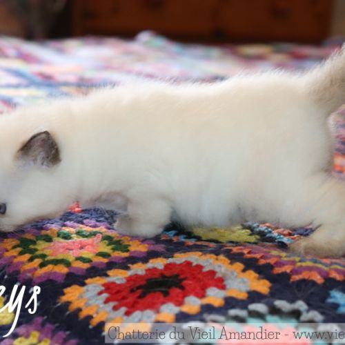 Magnifique chaton british shorthair à réserver #3