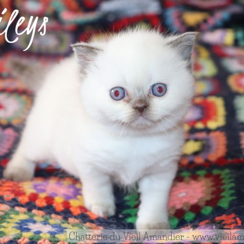 Magnifique chaton british shorthair à réserver