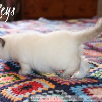 Magnifique chaton british shorthair à réserver #2