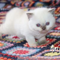 Magnifique chaton british shorthair à réserver #4