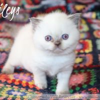 Magnifique chaton british shorthair à réserver