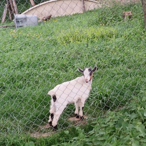 Chevre et bouc nain croisé toys #0
