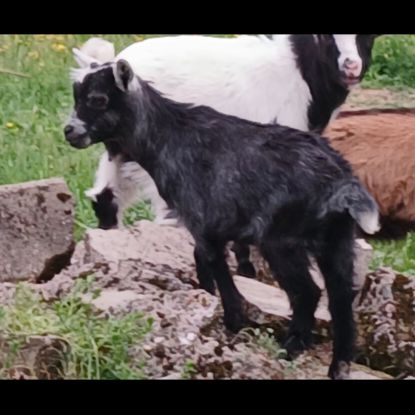 Chevre et bouc nain croisé toys #2