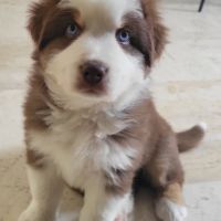 Petit mâle berger australien #1