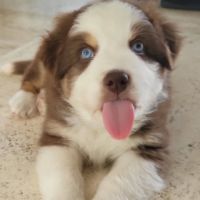 Petit mâle berger australien #2
