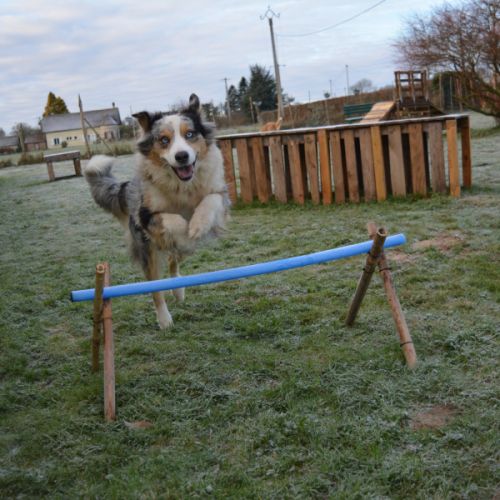 Chiots berger australien #4