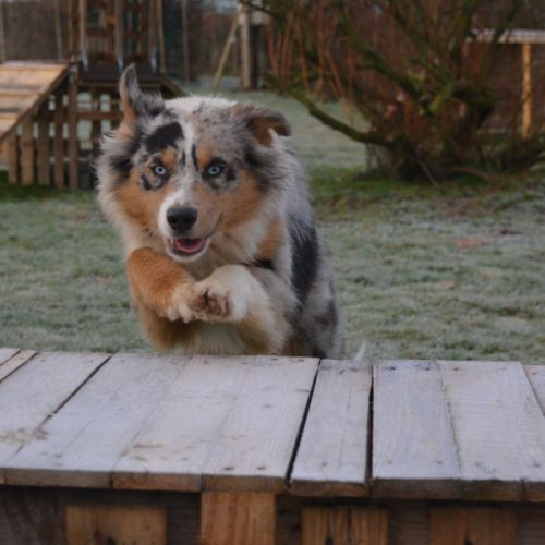 Chiots berger australien #5