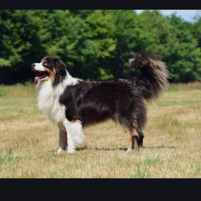 Chiots berger australien #8