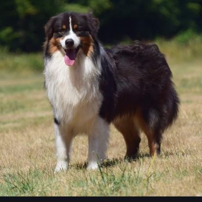 Chiots berger australien #9