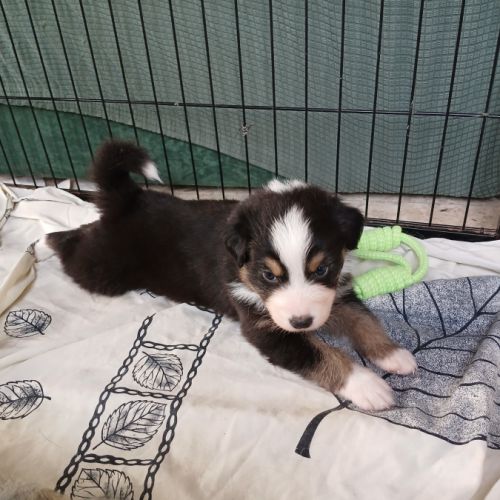 Chiots berger australien