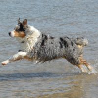 Chiots berger australien #2