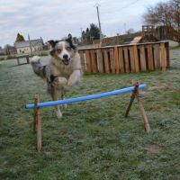 Chiots berger australien #4