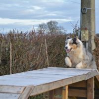 Chiots berger australien #6