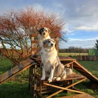 Chiots berger australien #7