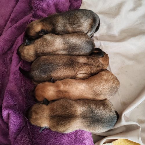 Chiots eurasier lof #1