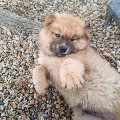 Chiots eurasier lof #3