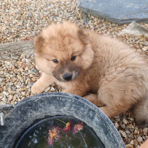 Chiots eurasier lof