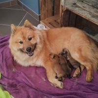 Chiots eurasier lof #0