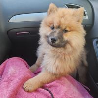 Chiots eurasier lof #3