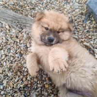 Chiots eurasier lof #3