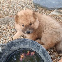 Chiots eurasier lof #0