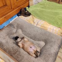 Chiots eurasier lof #5