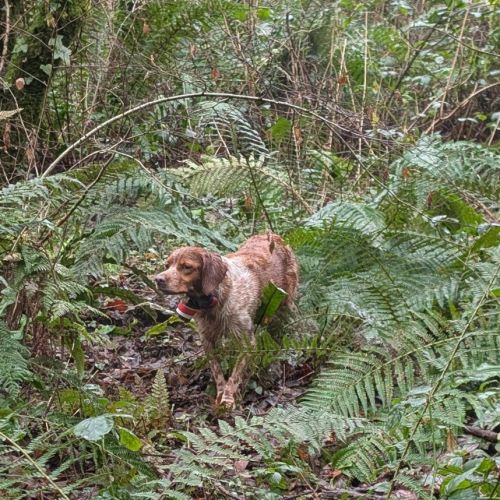 Chiots épagneul breton lof a réserver #1