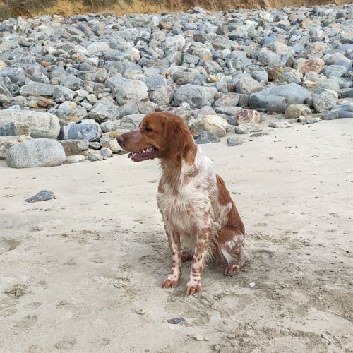 Chiots épagneul breton lof a réserver #4