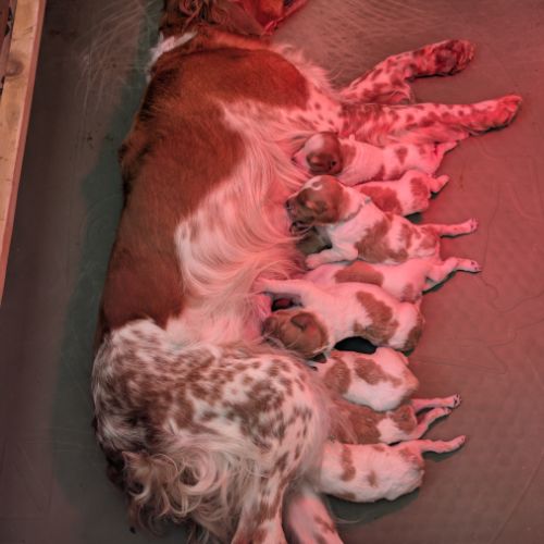 Chiots épagneul breton lof a réserver
