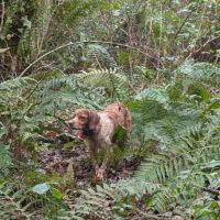 Chiots épagneul breton lof a réserver #1
