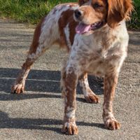 Chiots épagneul breton lof a réserver #2