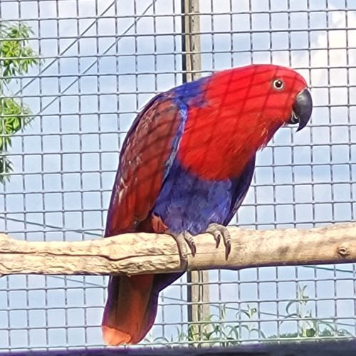 Femelle eclectus eam adorable #2