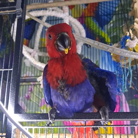 Femelle eclectus eam adorable #3