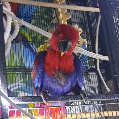 Femelle eclectus eam adorable #4