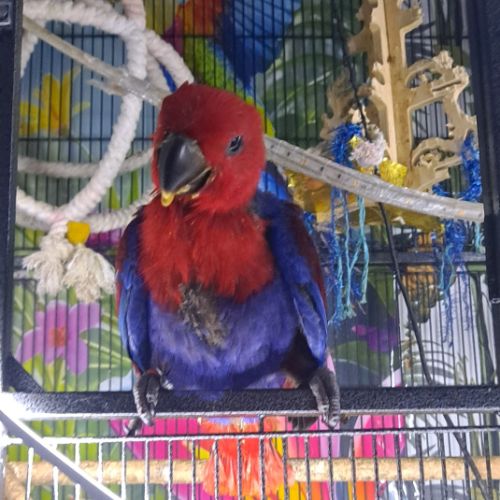 Femelle eclectus eam adorable #0