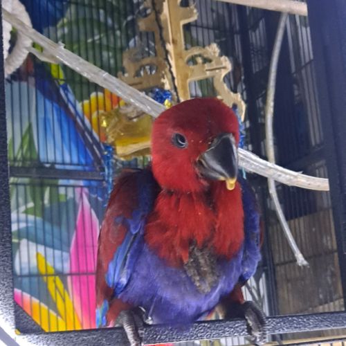 Femelle eclectus eam adorable