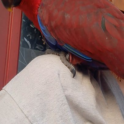 Femelle eclectus eam adorable #9