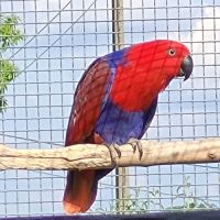 Femelle eclectus eam adorable #2