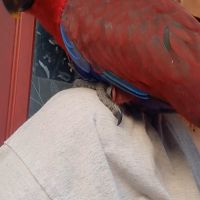 Femelle eclectus eam adorable #9