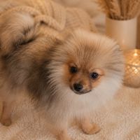 Adorable chiot type spitz allemand intermédiaire #1