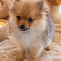 Adorable chiot type spitz allemand intermédiaire #4