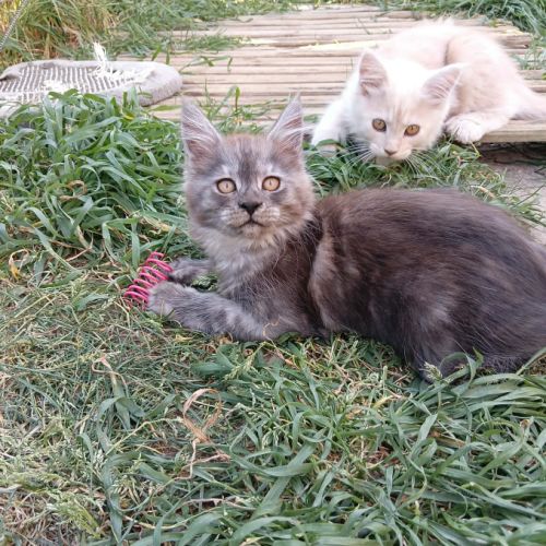 Chatons tout mignons maine coon #1
